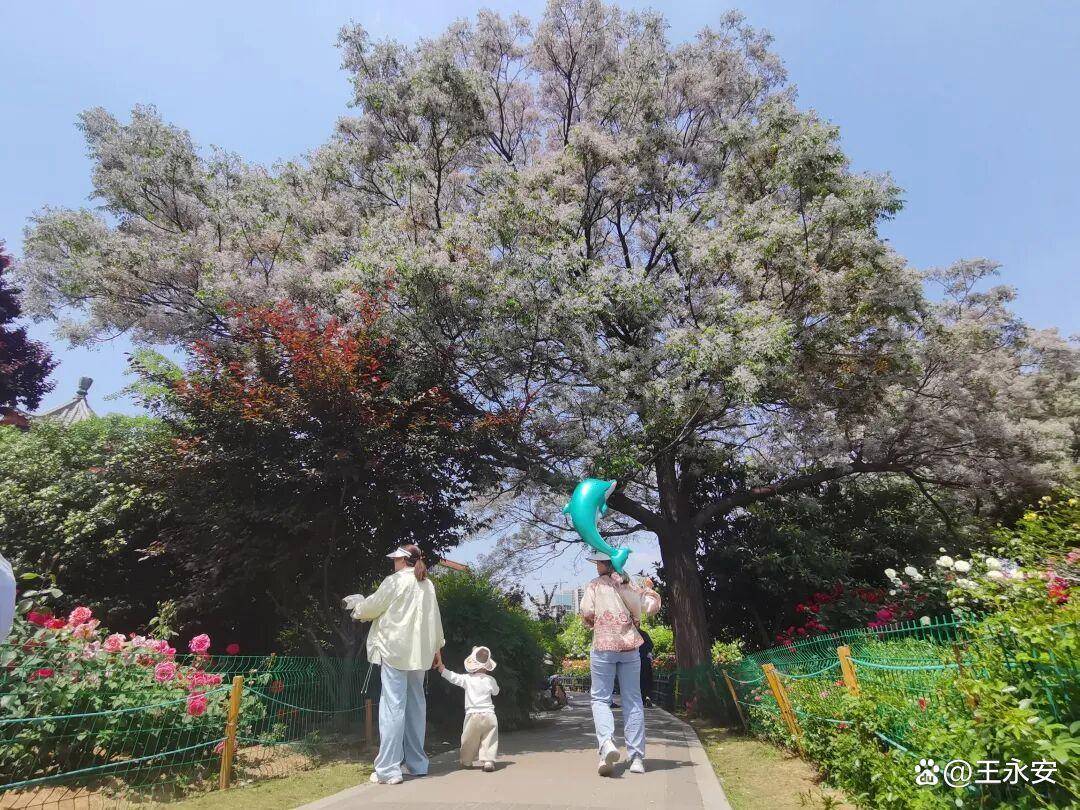 郑州月季公园：一树单挑满园花