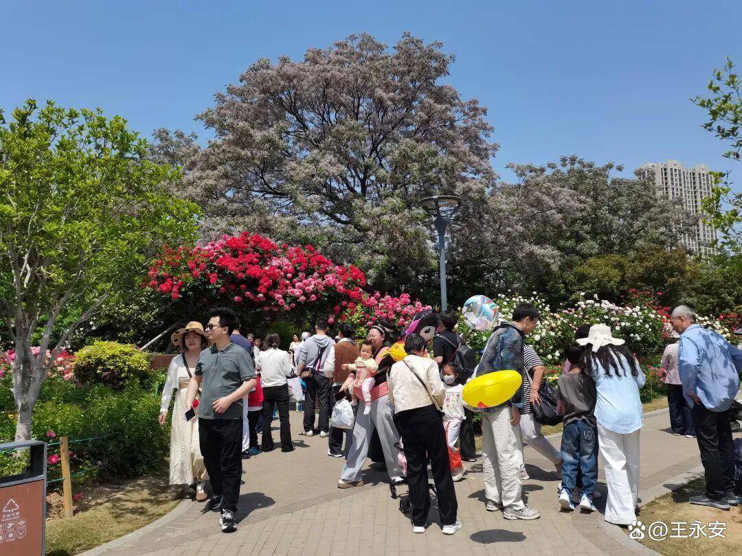 郑州月季公园：一树单挑满园花