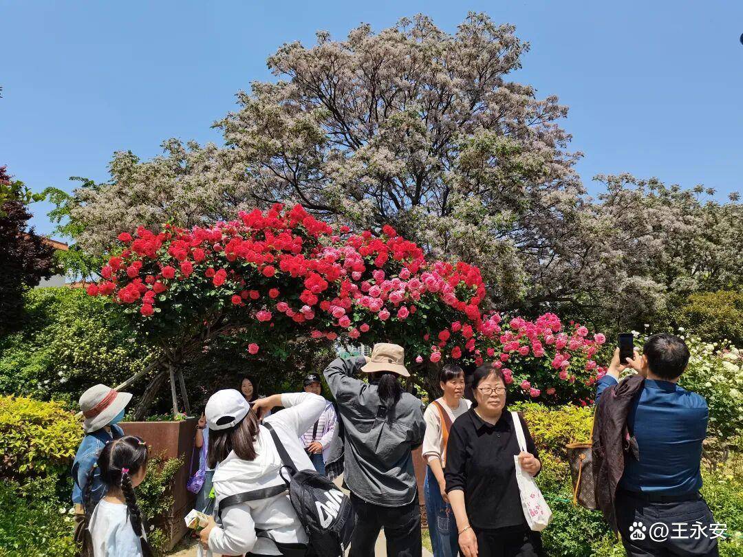 郑州月季公园：一树单挑满园花