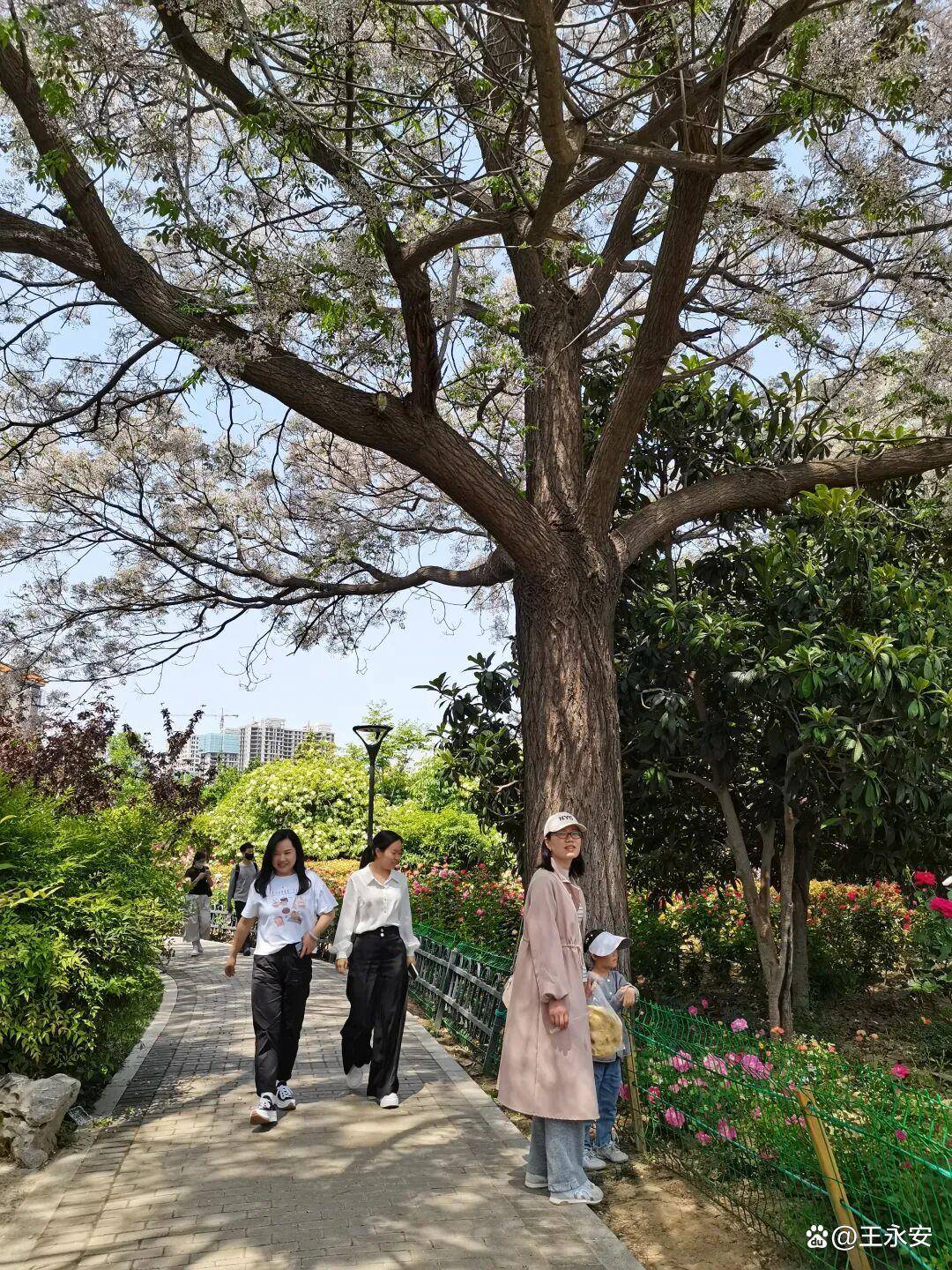 郑州月季公园：一树单挑满园花