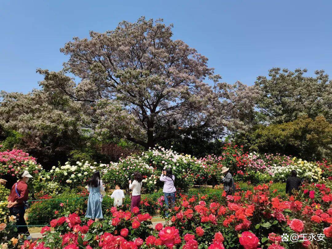 郑州月季公园：一树单挑满园花