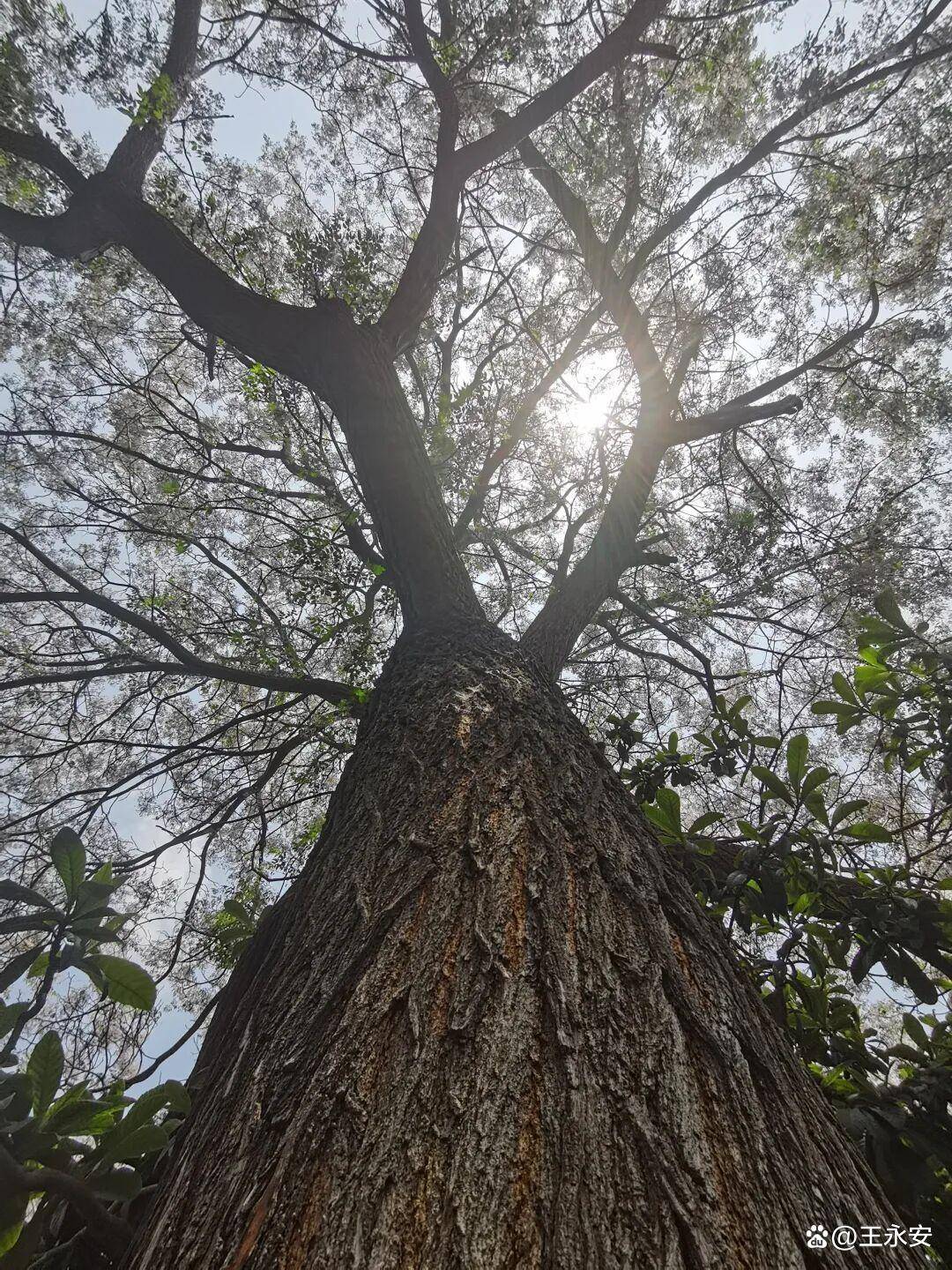 郑州月季公园：一树单挑满园花