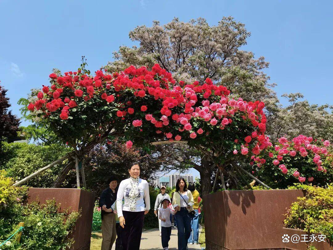 郑州月季公园：一树单挑满园花